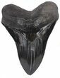 Serrated, Black, Fossil Megalodon Tooth - Georgia #56506-1